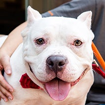 Smiling, white pit-bull-terrier-type dog with arm around him