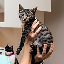 Linus the tabby kitten being held
