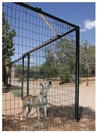 dog in front of coyote fence