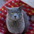 Gray cat lying on red and multi-colored blanket