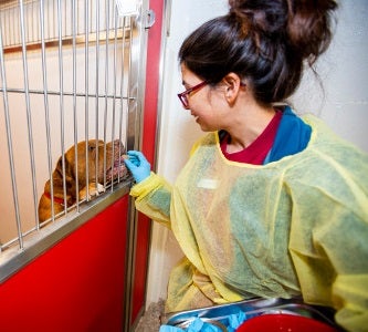 Shelter worker in medical gown feeding brown dog treats