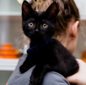 Black kitten on person's shoulder