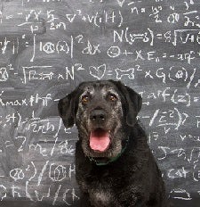Senior black dog sitting in front of chalkboard with formulas on it