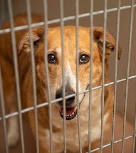 Brown and white dog in kennel