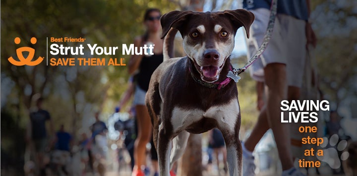 Tan and brown dog being walked on a leash with information about Strut Your Mutt