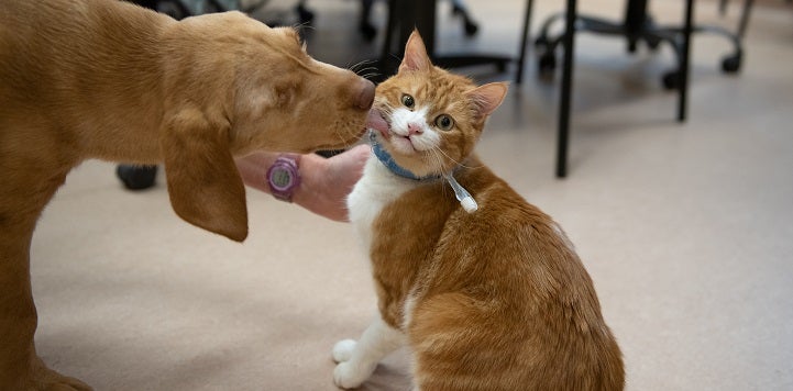 Brown puppy licking orange cat's face