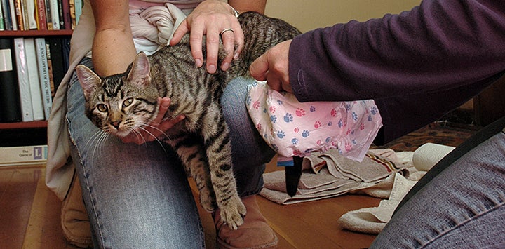 Diapering Cats
