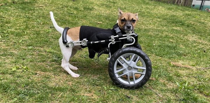 Small white and brown dog in wheelchair