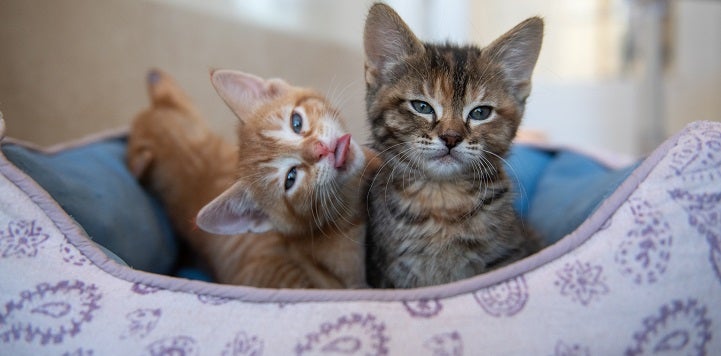 Orange kitten and tabby kitten lying in purple and white cat bed