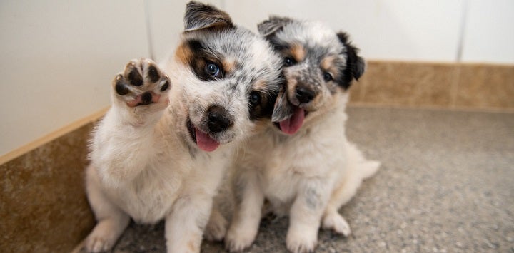Two black and white puppies one in front with paw up