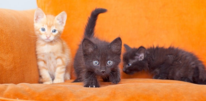 One orange and two black kittens on orange chair