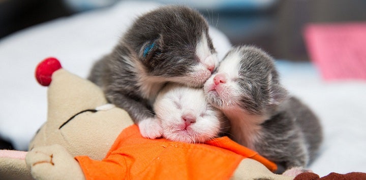 Three neonate kittens huddled together on top of a stuffed animal