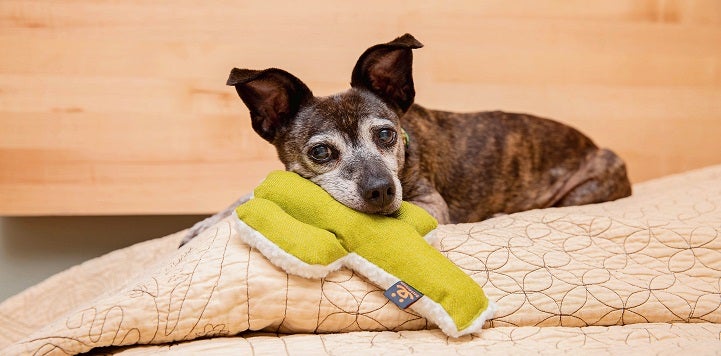 Small brindle dog on tan blanket with green cactus toy