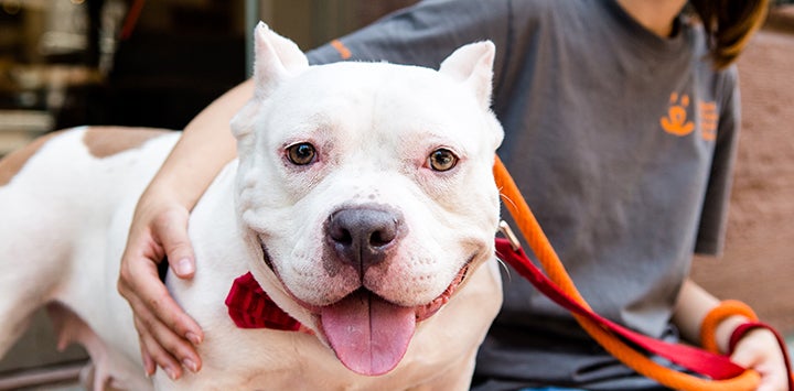 Minnie, a smiling, white pitbull-terrier-type dog