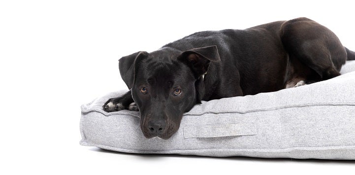 Black dog lying on gray bed