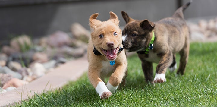 Tan puppy being chased by dark brown puppy