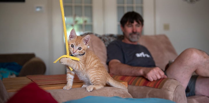 Small orange tabby kitten playing with a wand toy in a home while a man watches from behind