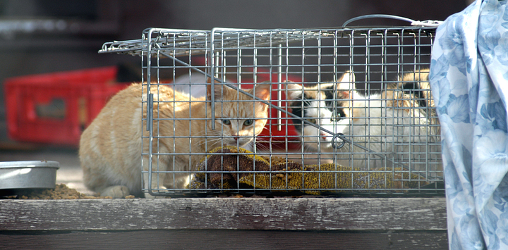 feral cats in trap