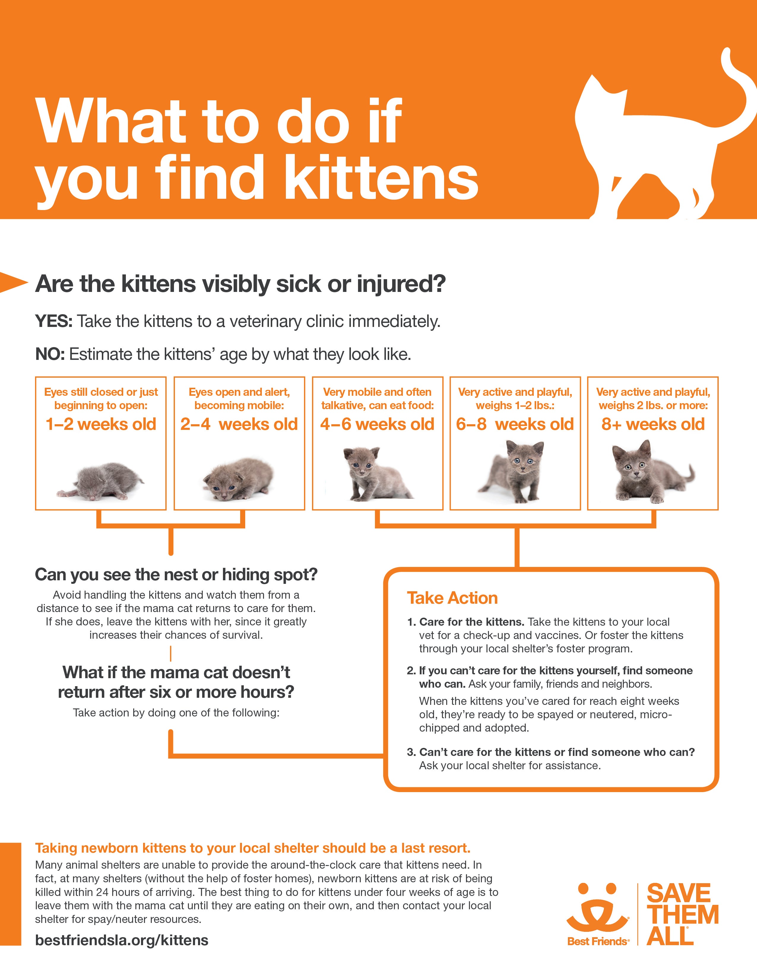 Virtual Kitten Shower Guide | Network Partners
