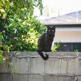 Black cat sitting on a fence