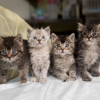 Four tabby kittens sitting in a row