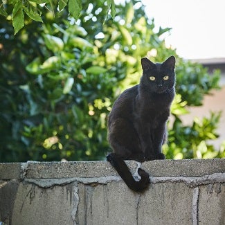Black cat sitting on concrete wall