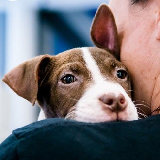 Brown and white puppy with chin on person's shoulder