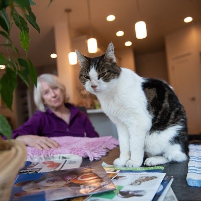 White and tabby cat sitting on table with woman in the backgroun
