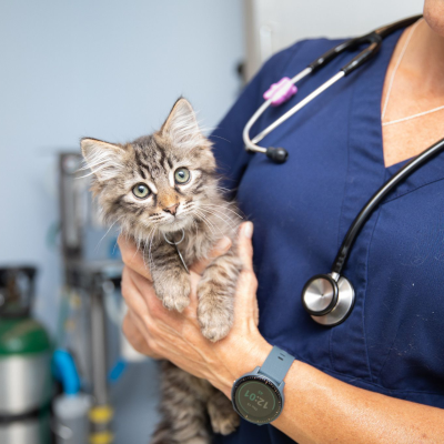 a veterinarian holding a fluffy gray tabby kitten