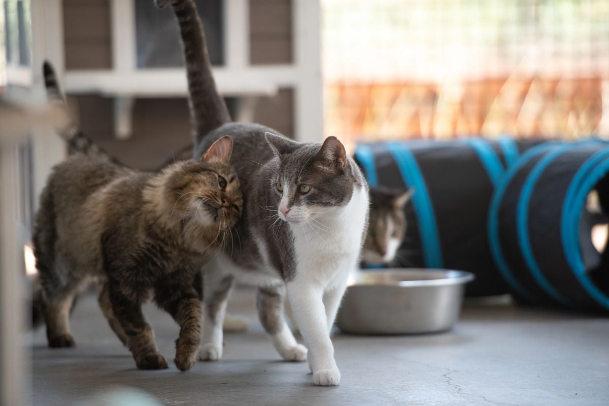 Two cats affectionately rubbing against each other as they walk side by side