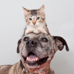 Smiling brown dog with kitten sitting on head