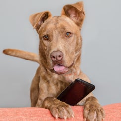 brown dog on couch with a cell phone