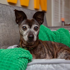 Dog with large ears and gray muzzle looking ahead while sitting on couch