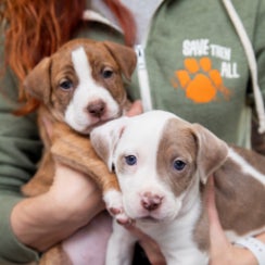 Brown and white pit bull type puppies