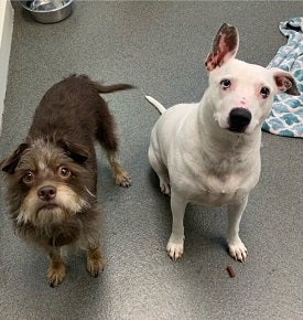 Scruffy dark brown dog standing next to white dog with left ear up