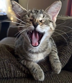 Gray kitten yawning