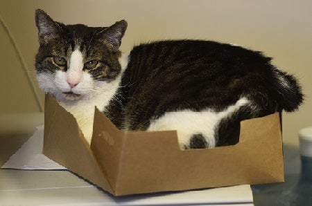 Black and white cat lying in box