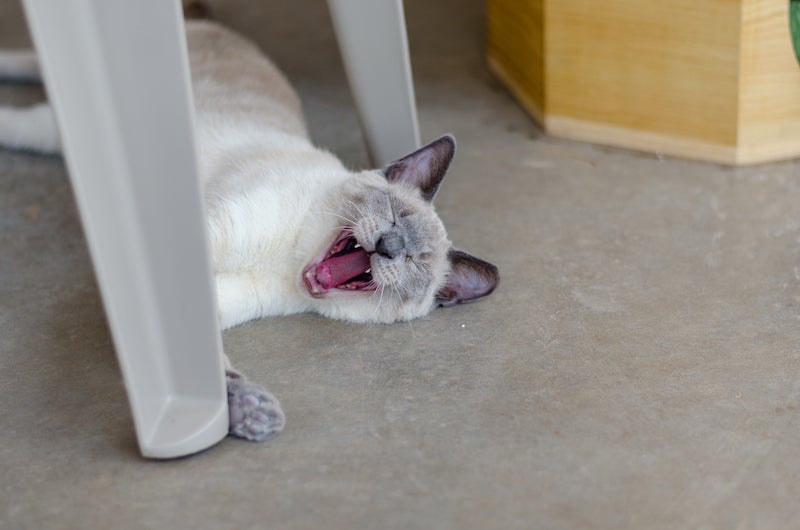 A siamese cat lying on the floor yawning 