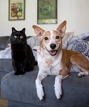 Black cat sitting next to white and brown dog lying on ottoman