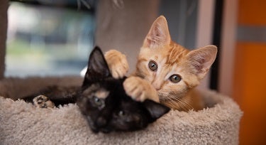 Orange cat with paw on black cat's head