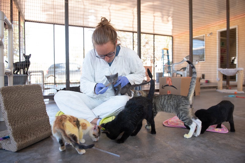 a cat caregiver wearing a hazmat suit feeding a kitten with a syringe