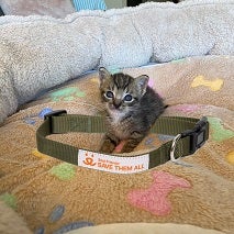 Tabby kitten sitting inside of green collar