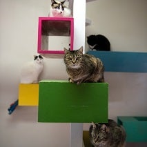 Kittens on multi-colored cat tree