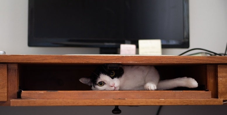 Black and white cat lying in desk