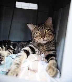Tabby cat lying with front paws stretched out in carrier