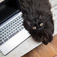 Black cat lying on silver keyboard