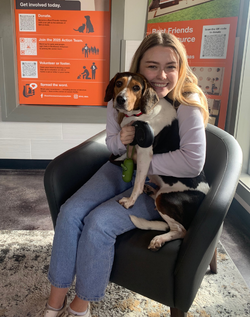 Beagle being held by woman sitting in chair