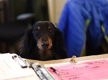 Black dog looking over desk
