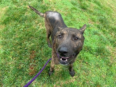 A brindle dog standing on grass looking at the camera