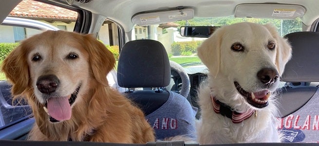 Two dogs sitting in back seat of car